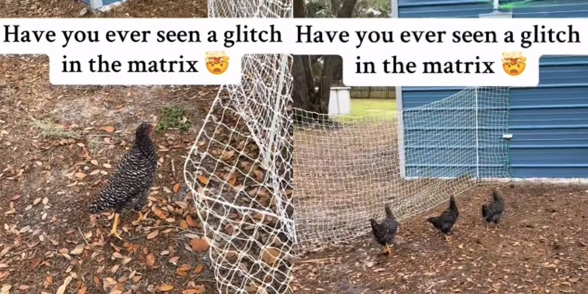 Chickens freeze like statues in creepy 'glitch in the matrix' video ...