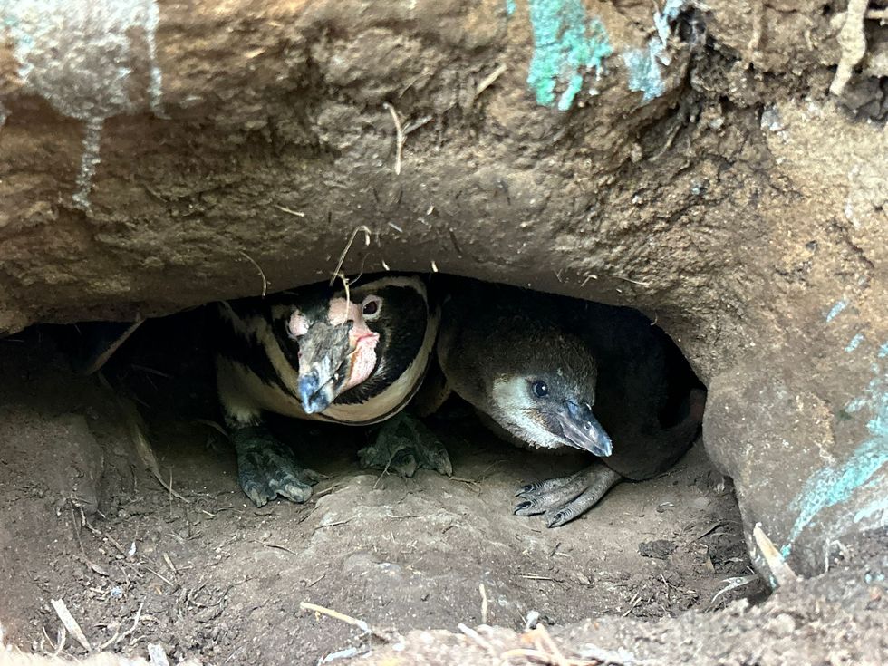 Woburn Safari Park celebrates birth of two Humboldt penguin chicks