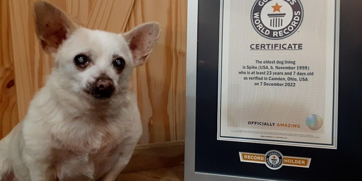 A 23 year old Abandoned Chihuahua Named World s Oldest Dog Indy100 a-23-year-old-abandoned-chihuahua-named-world-s-oldest-dog-indy100