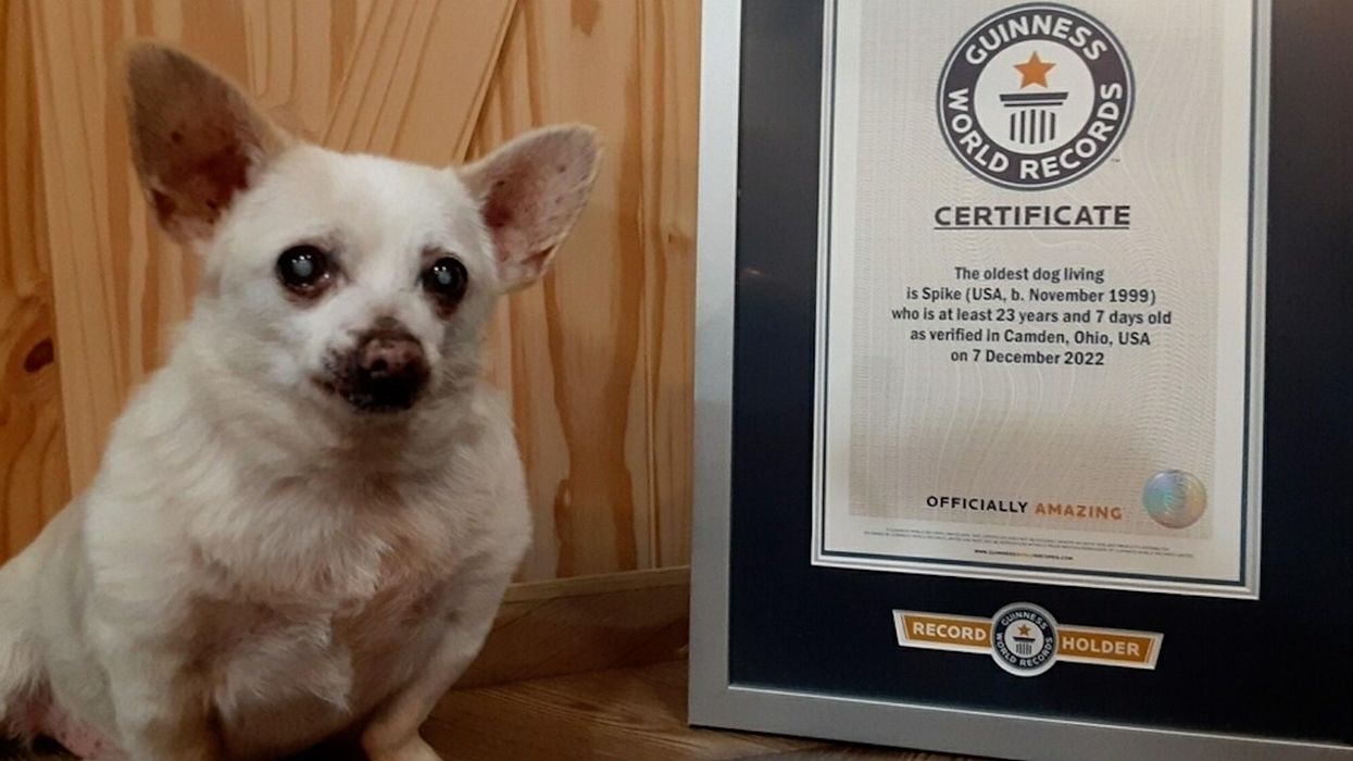 A 23-year-old abandoned chihuahua named world's oldest dog