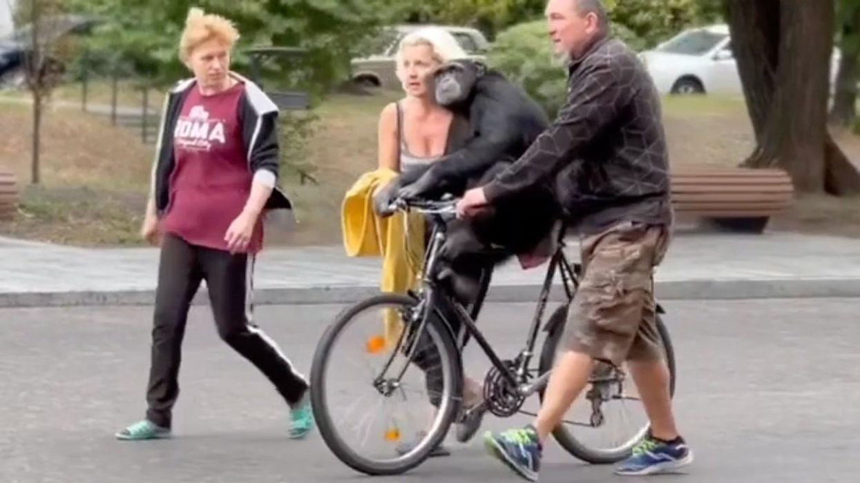 Chimpanzee convinced to return to Ukrainian zoo after being offered a bike ride