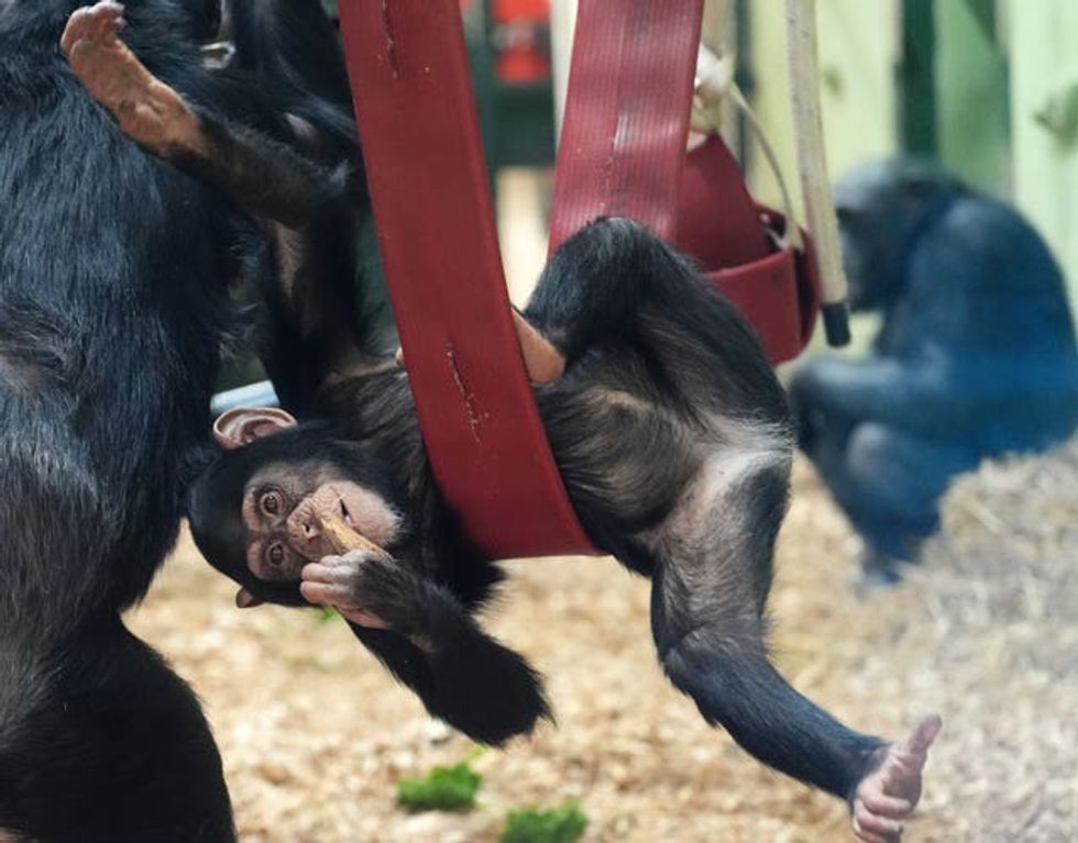 Chimpanzees at Blair Drummond Safari Park