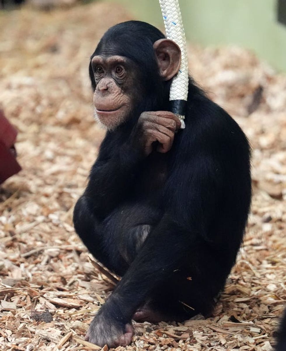 Chimpanzees at Blair Drummond Safari Park