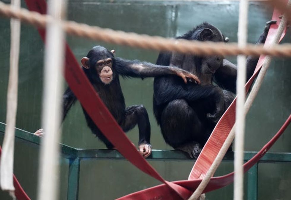 Chimpanzees at Blair Drummond Safari Park