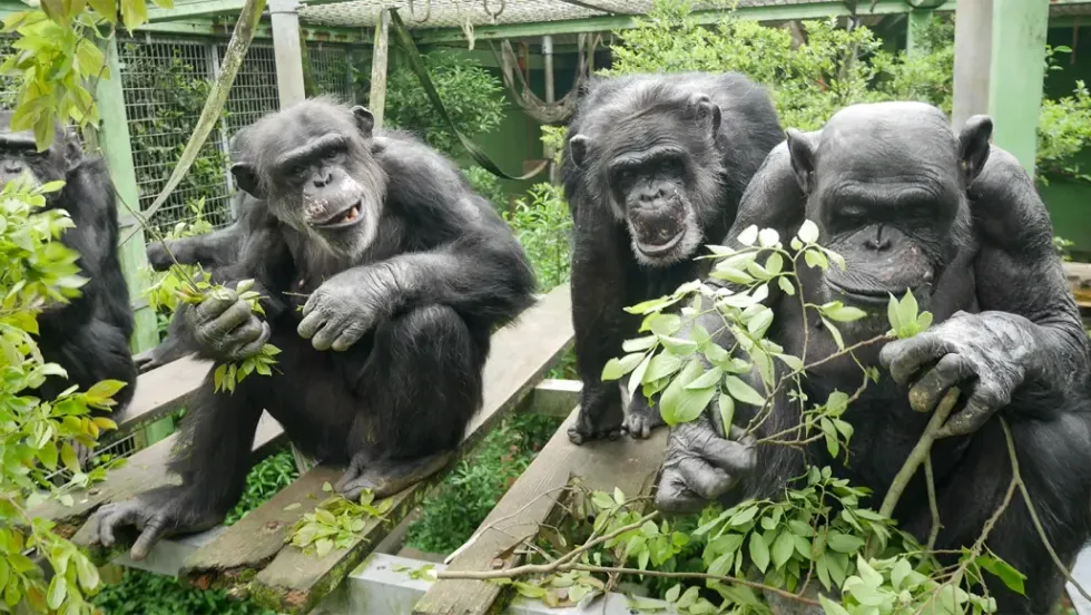Chimpanzees at Kumamoto Sanctuary