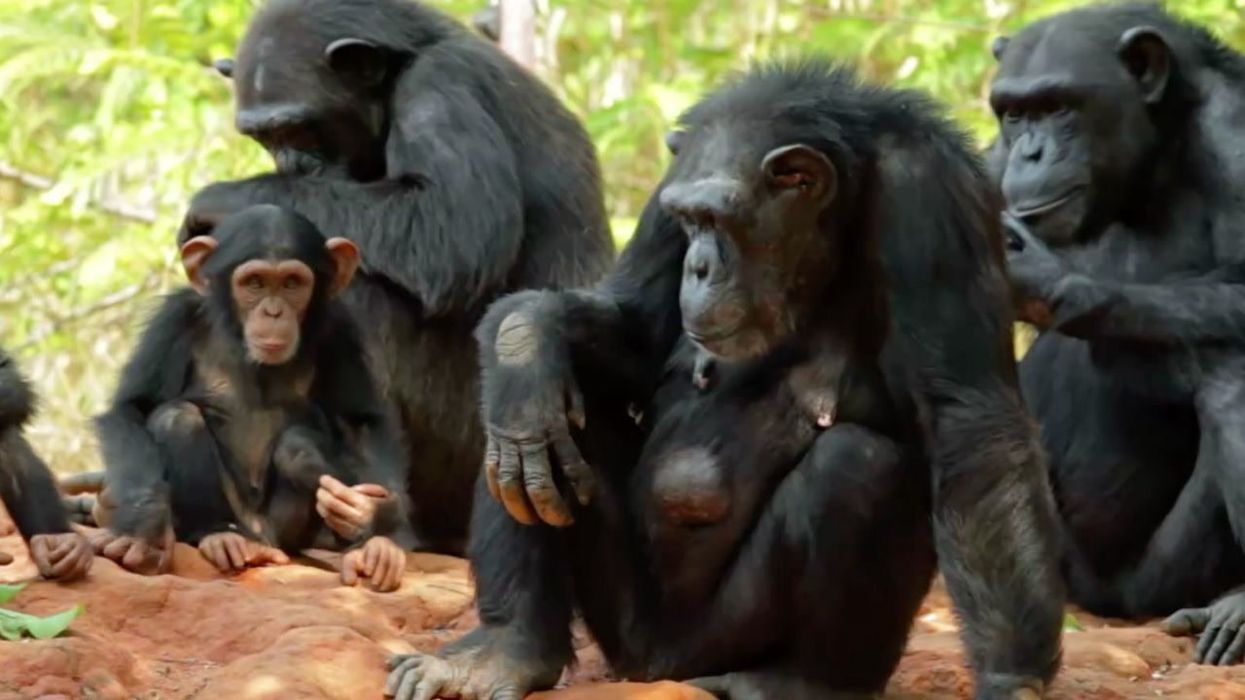 Chimpanzees saying 'real human words' captured in extraordinary videos