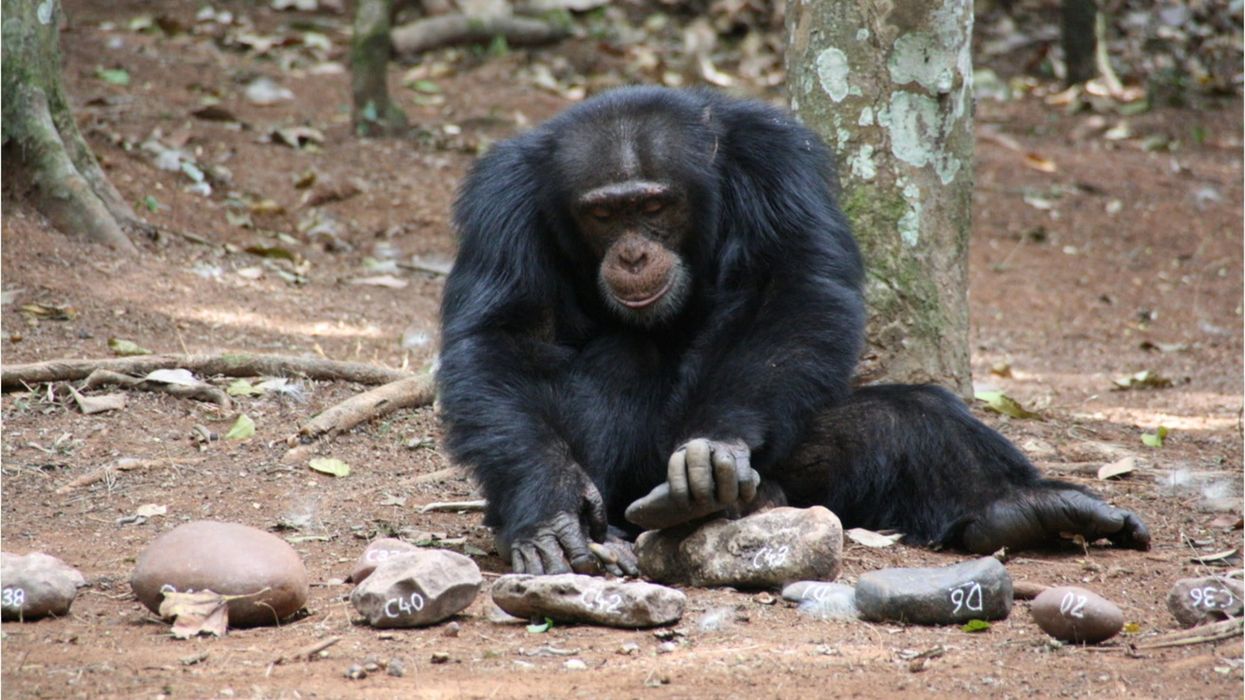Scientists uncover unexpected link between peeing and yawning
