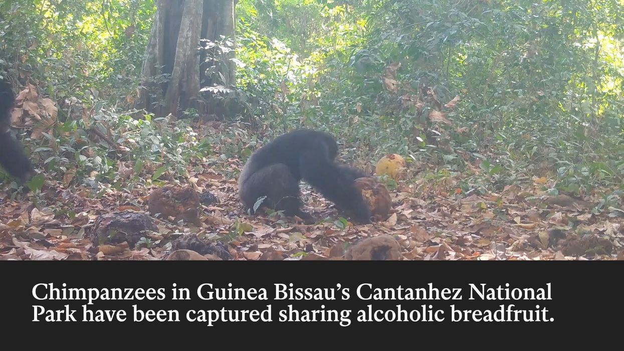 Chimpanzees caught having 'booze up' on alcoholic fruit