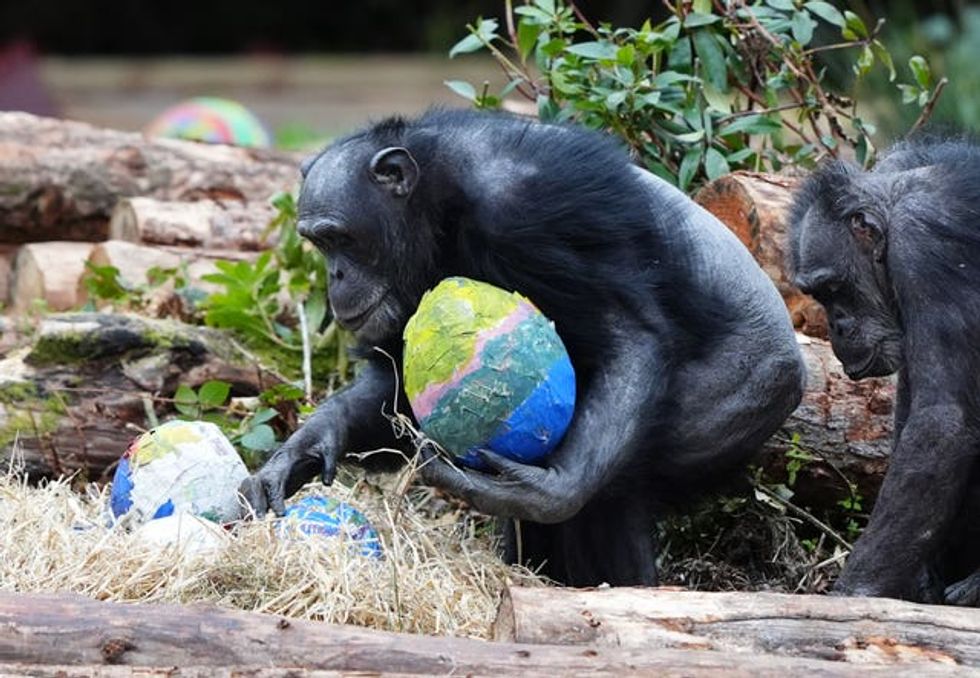 Chimpanzees with colourful papier-mache Easter eggs