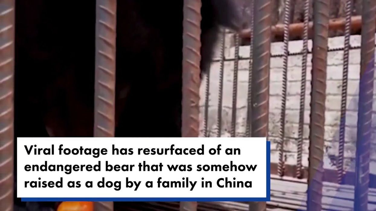 Family raises 250lb 'dog' for two years - then realises it's not a dog