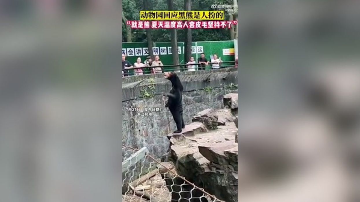 Zoo in China forced to deny their bear is someone in a costume