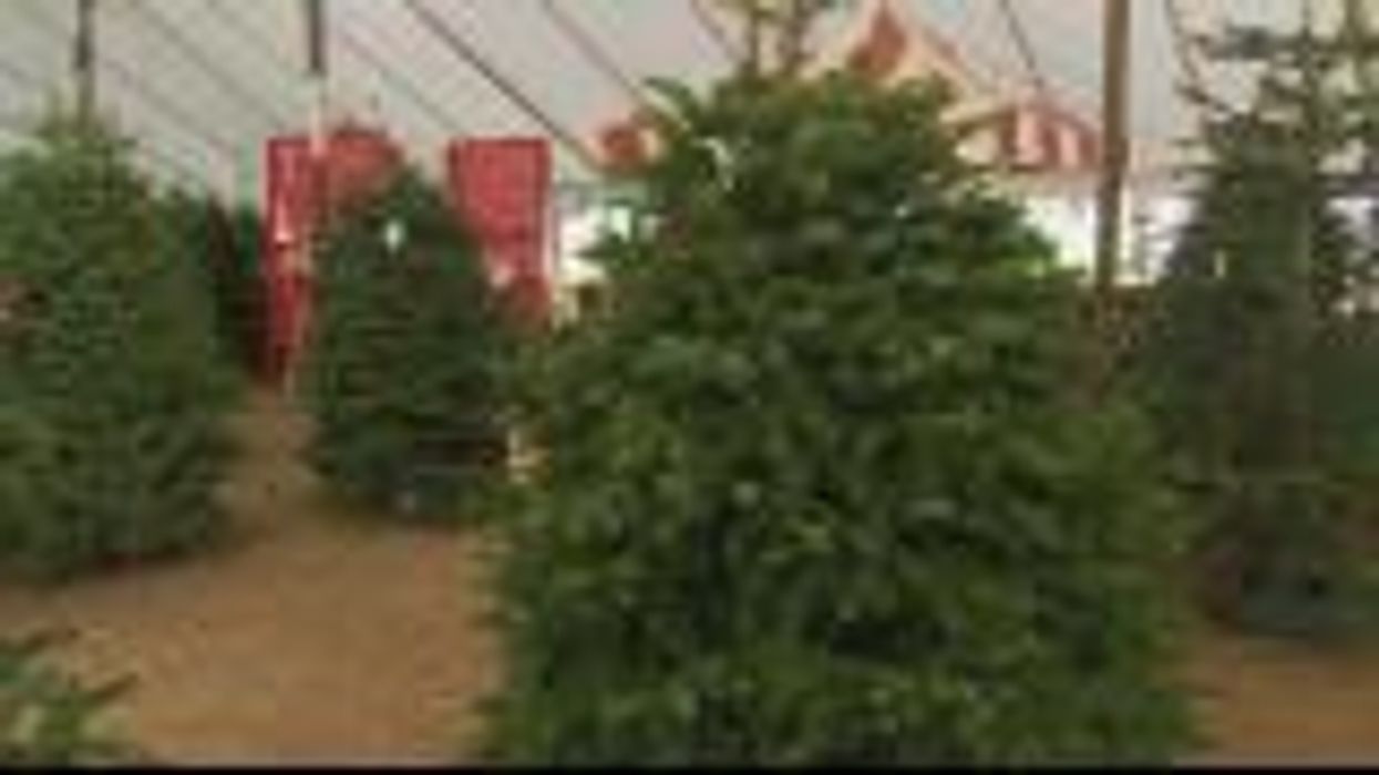 If you see this lump on your Christmas tree, your home is about to be invaded by bugs