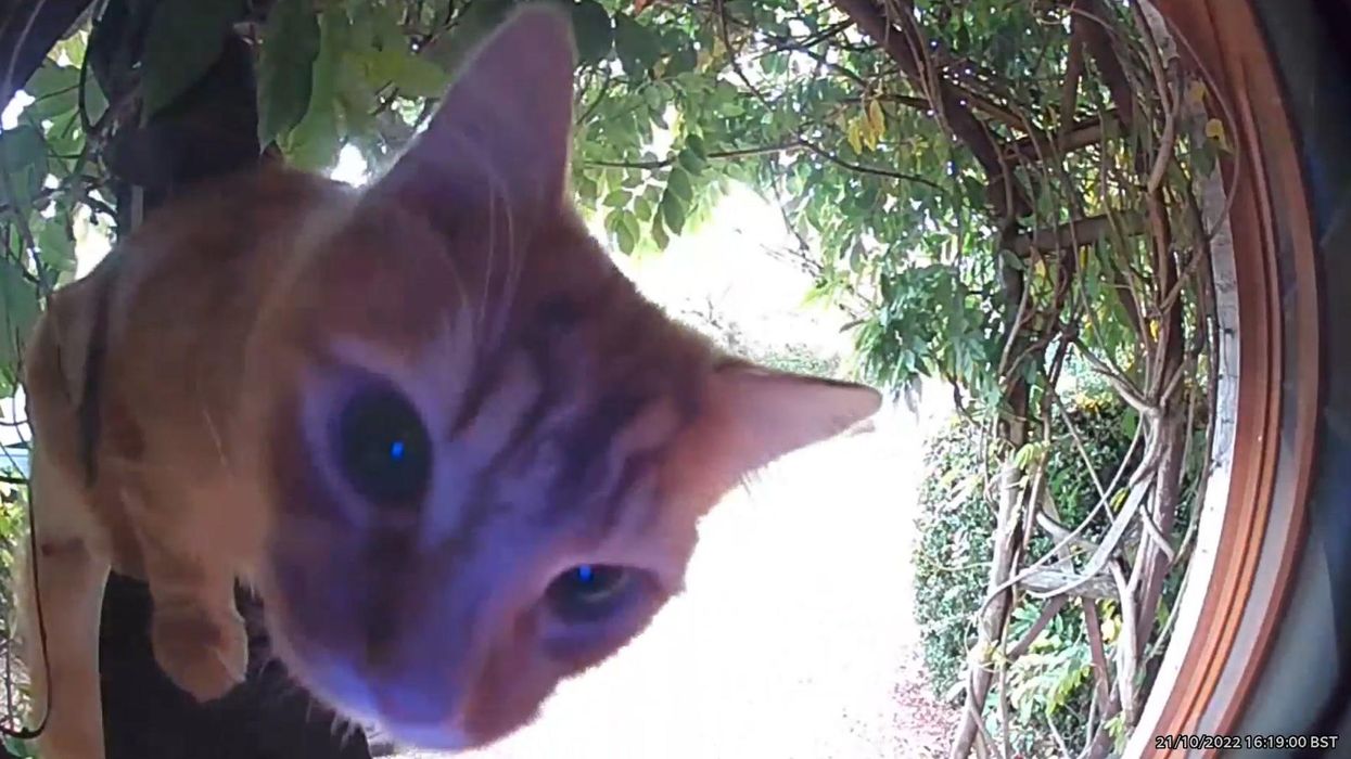 Clever cat teaches itself to use video doorbell to let himself in