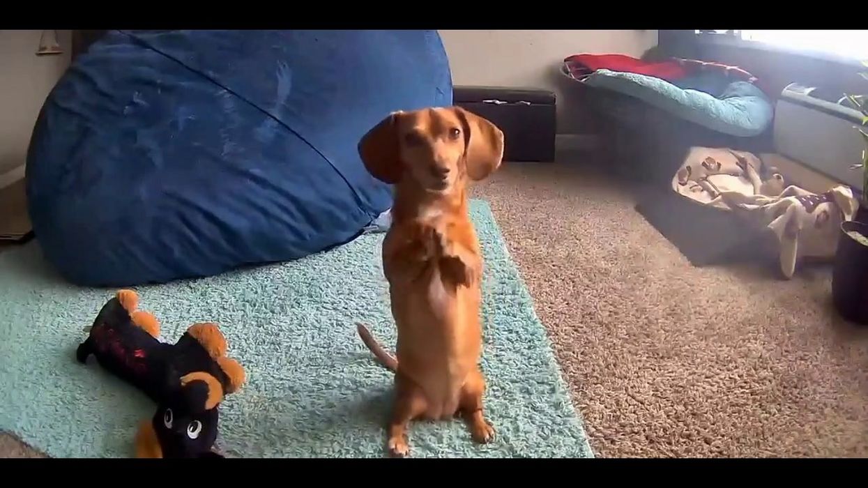Clever dog learns how to use home surveillance camera for sneaky purpose