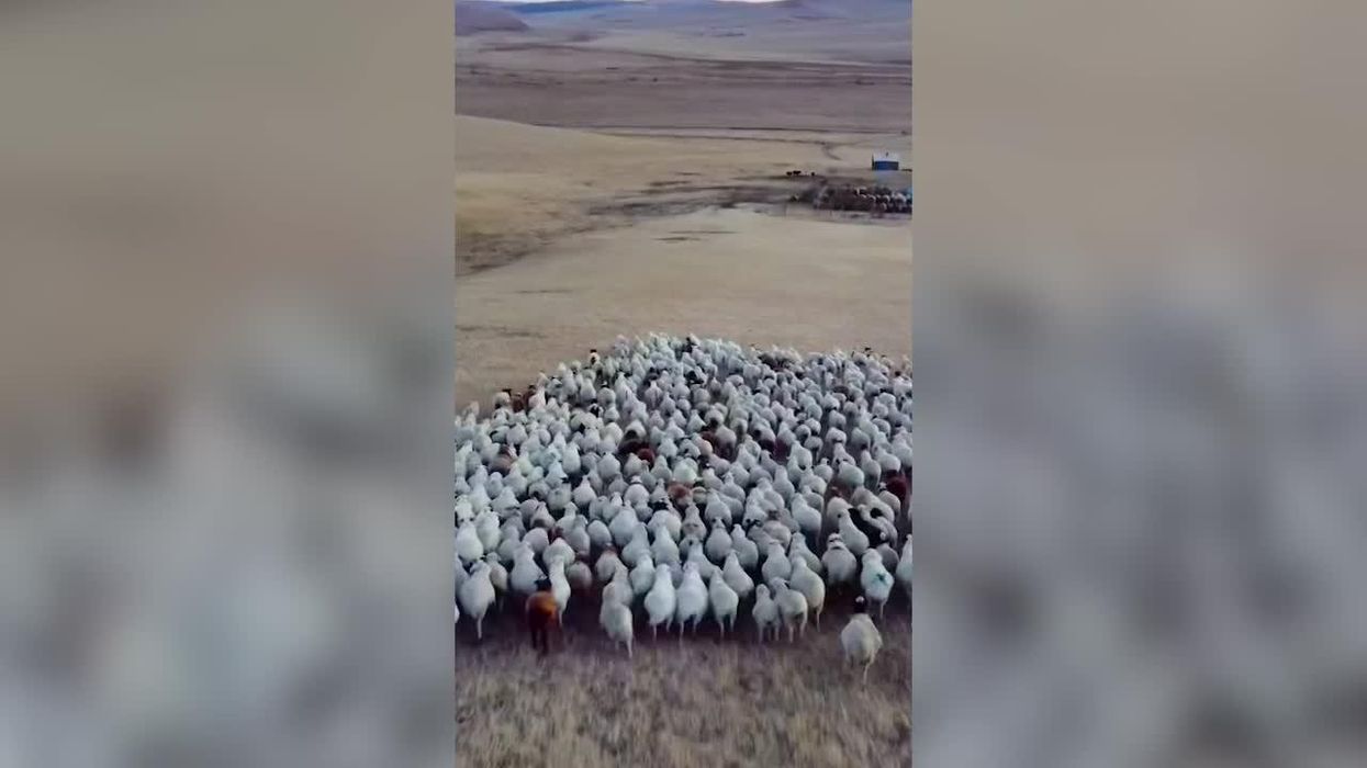 Hundreds of sheep in China have been walking in a circle for 12 days straight