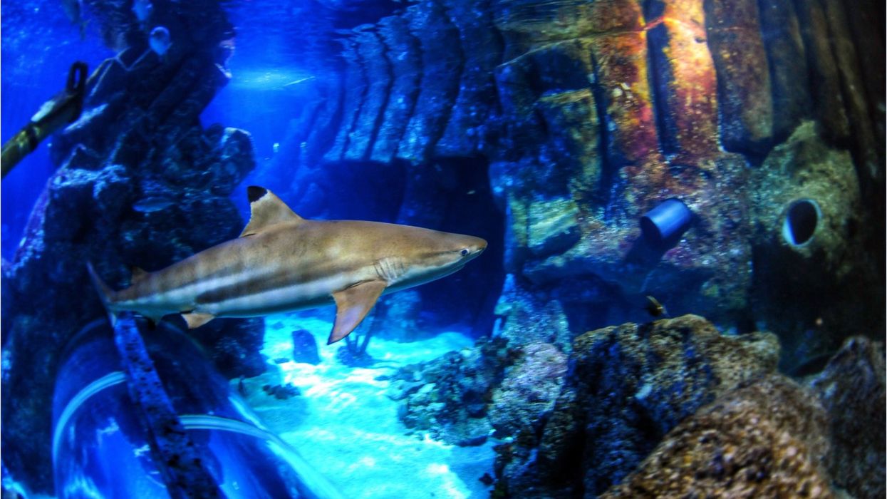 Sharks are losing their bite and here's why it should really worry you