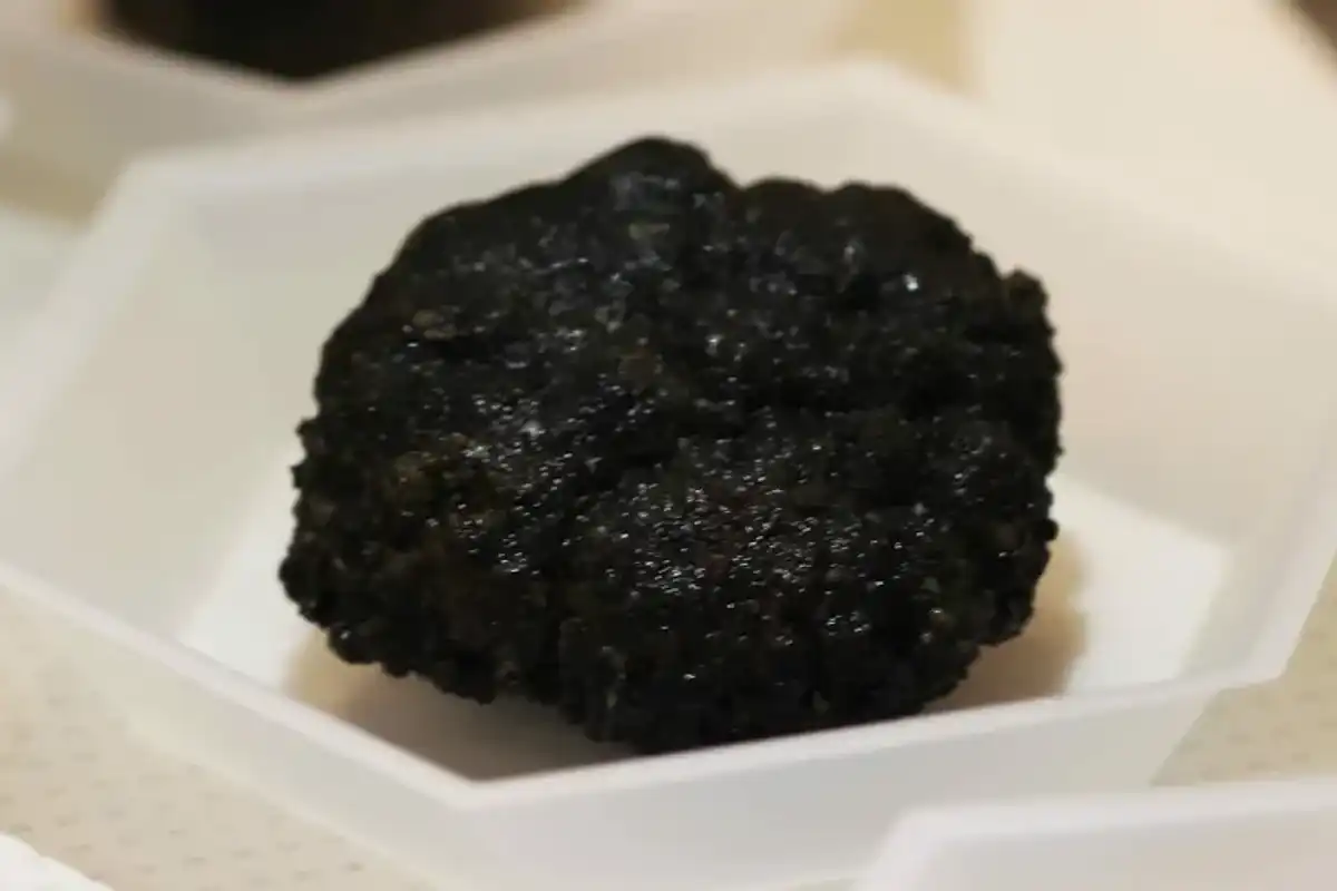 Close-up of a polymetallic nodules, held in a laboratory