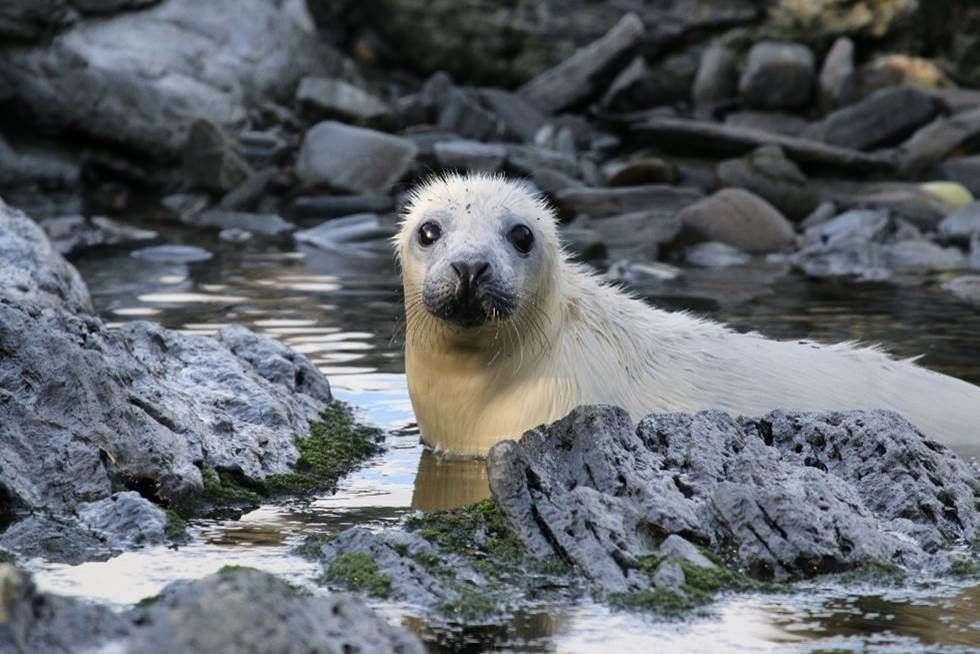 Close up of a young seal pup