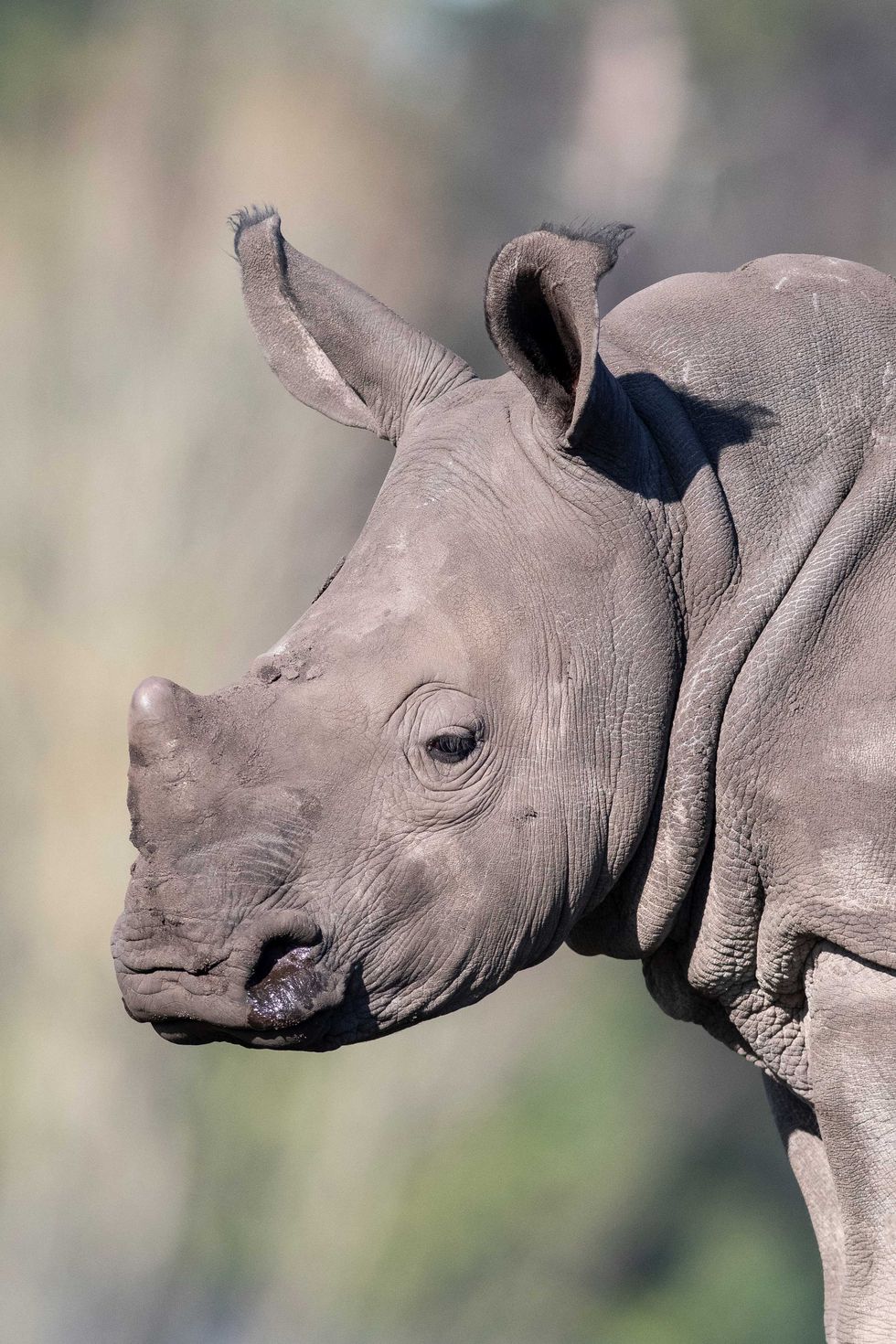 close up of rhino
