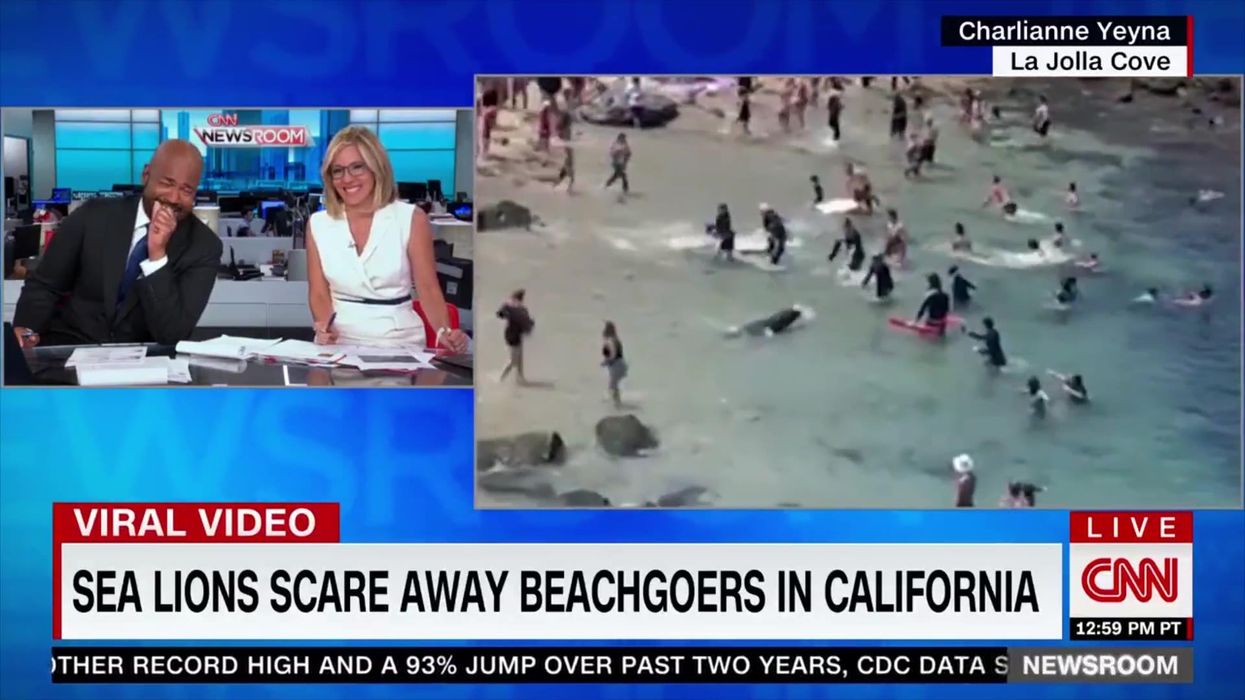 CNN set loses it at viral clip of seals - and it's even better than the original