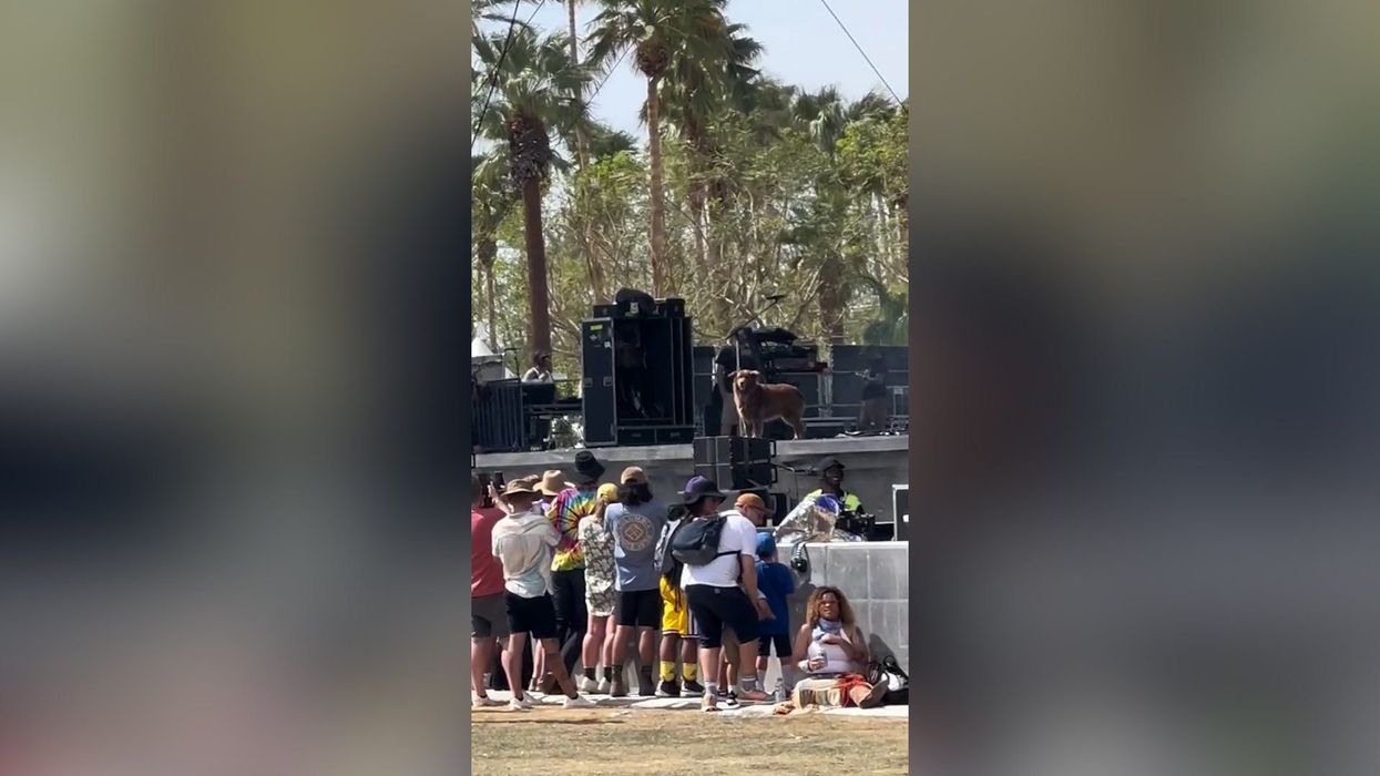 Coachella crowd goes wild for rescue dog 'performing' on stage