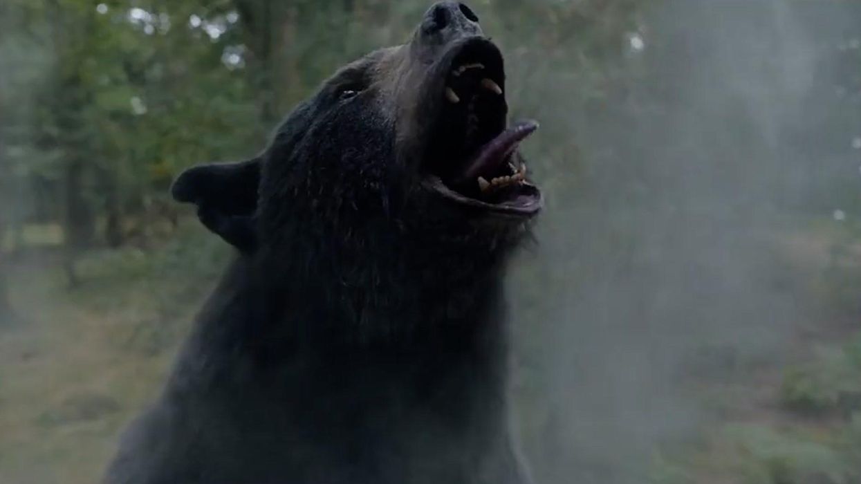A new movie called Cocaine Bear is as crazy as the title suggests