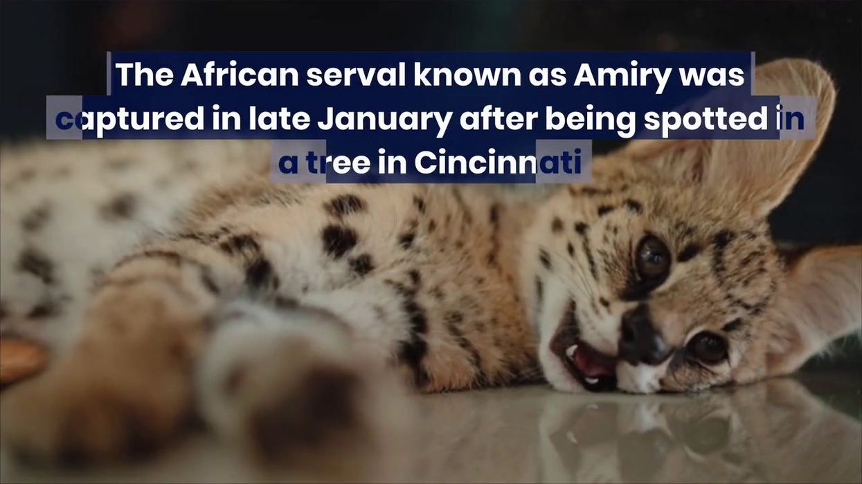 Exotic cat treated after meeting similar fate to 'Cocaine Bear'