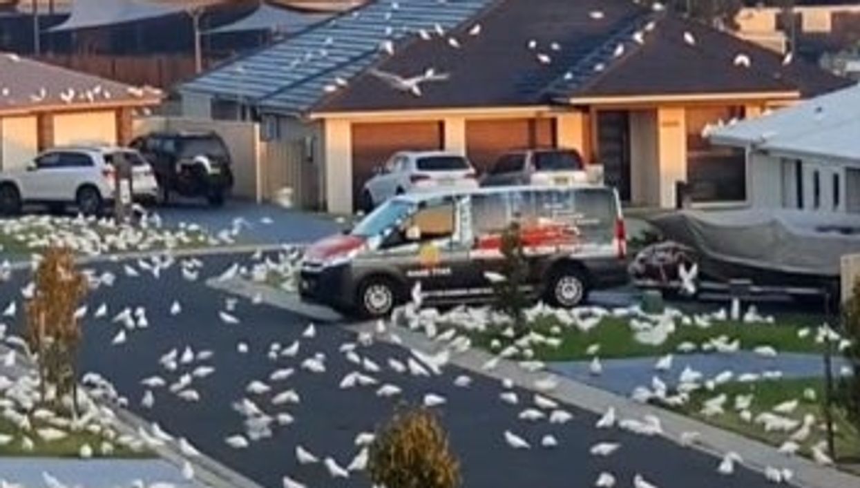 Australian town like scene from a Hitchcock film as hundreds of cockatoos swarm streets