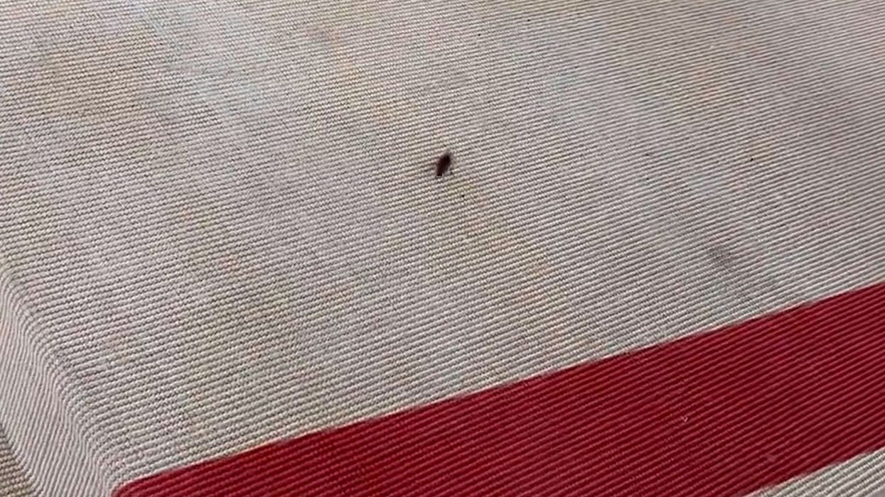Met Gala's unexpected cockroach guest almost stole the show before being killed