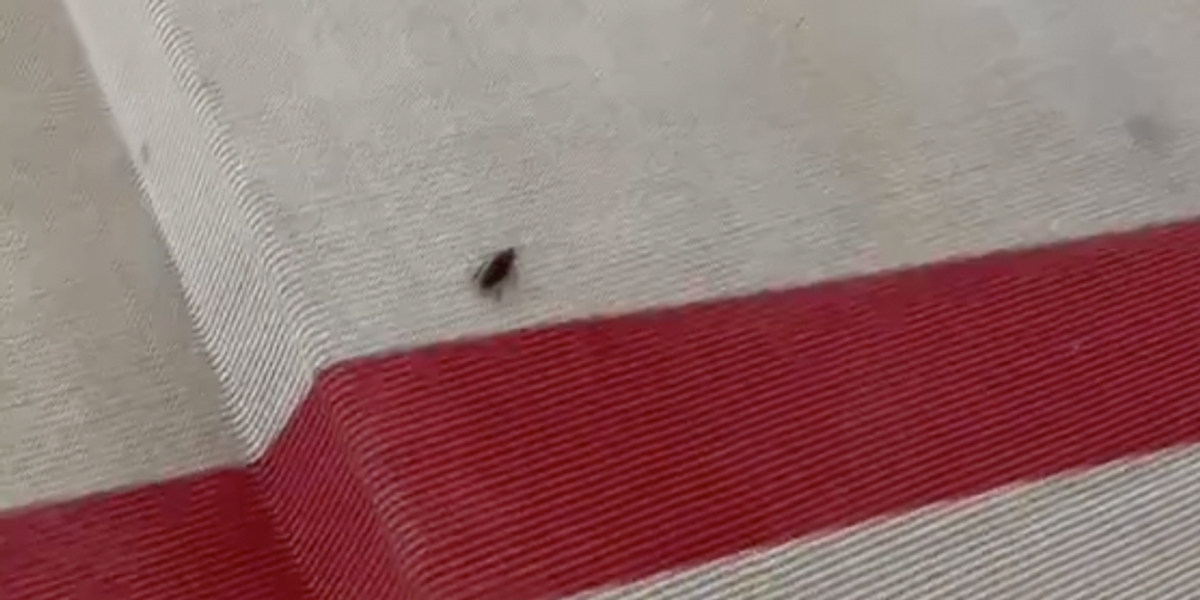 Met Gala's unexpected cockroach guest almost stole the show before