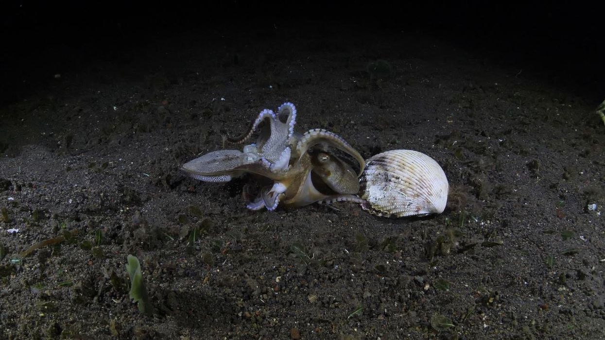 Scientists discover oldest animal sex chromosome dating back 380 million years