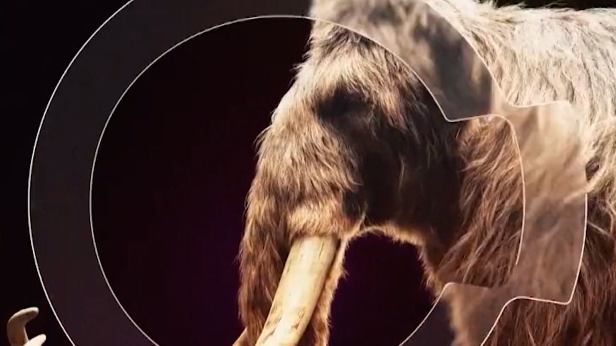 Jurassic Park eat your heart out: scientists really are bringing back extinct beasts