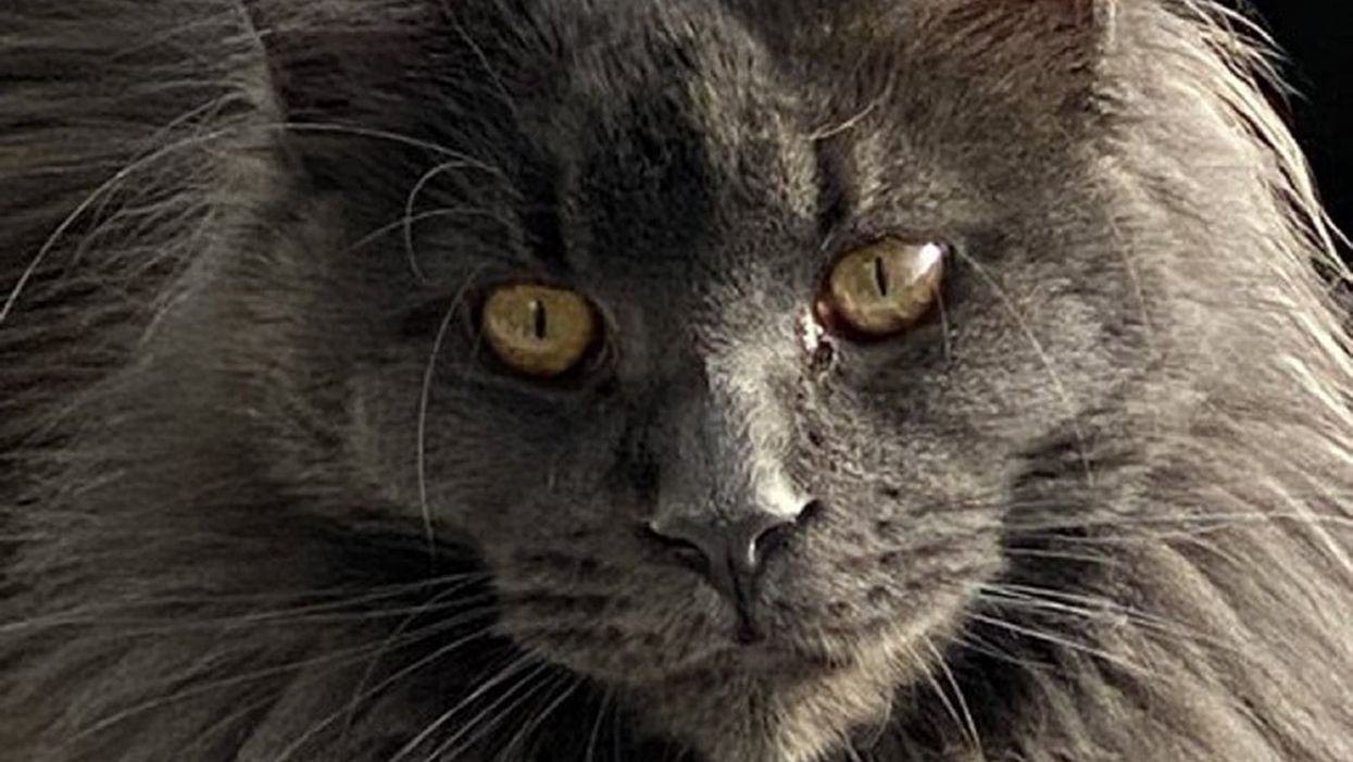 Columbo the cat
