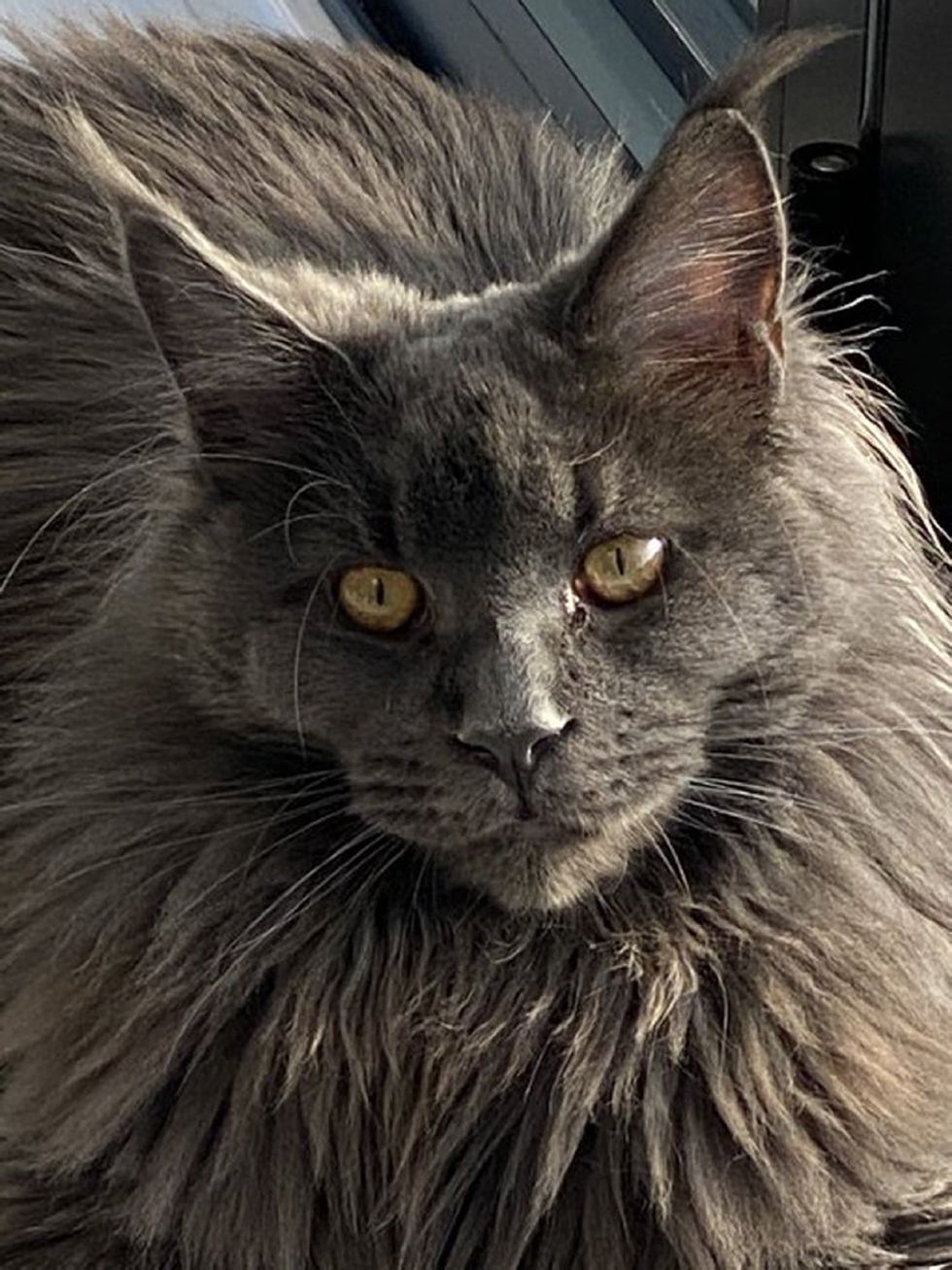 Columbo the cat