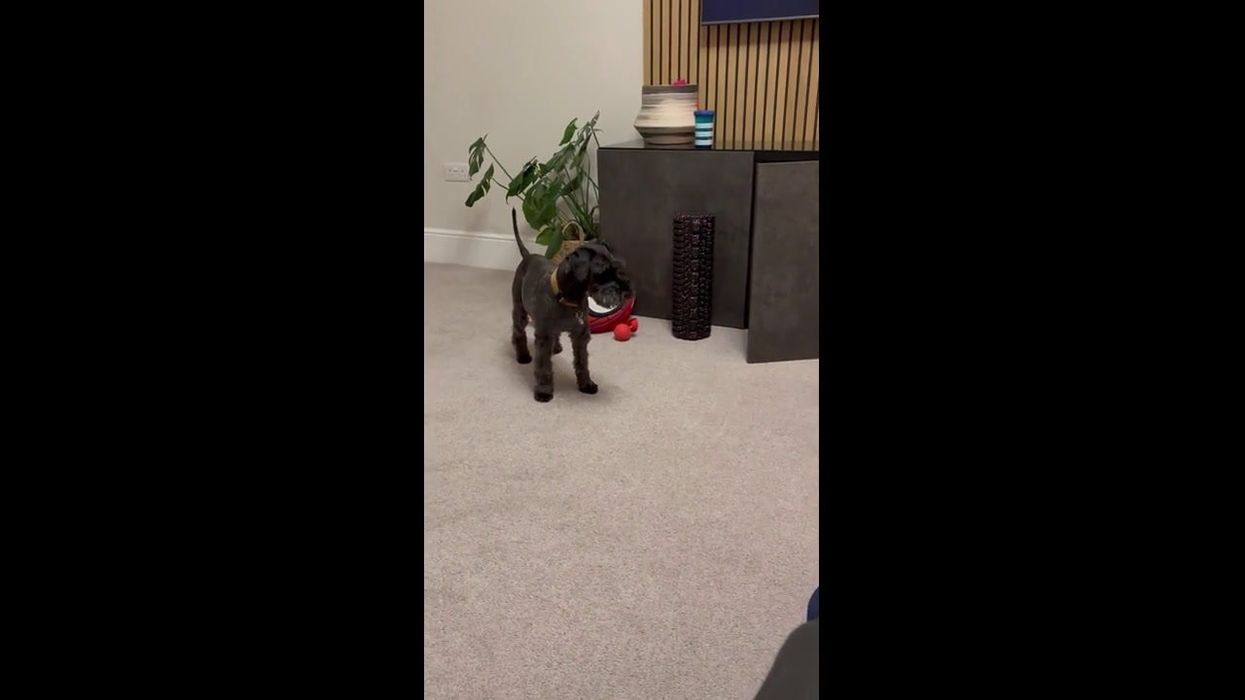 Brave puppy 'saves planet' and stops tornado from forming