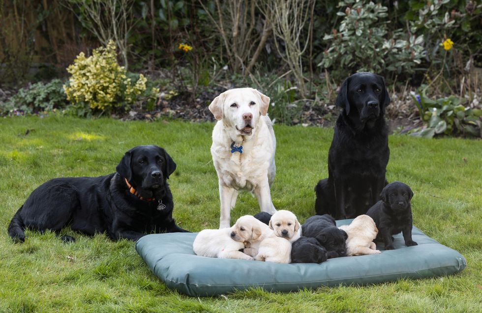 Guide Dogs celebrates ‘queen’ great-grandmother on Mother’s Day