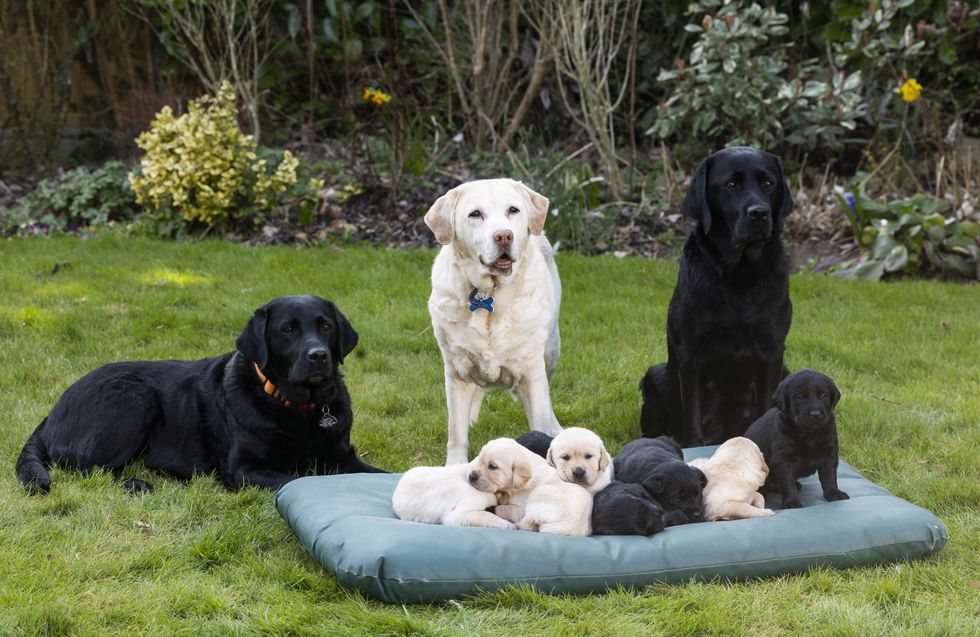 Guide Dogs celebrates ‘queen’ great-grandmother on Mother’s Day