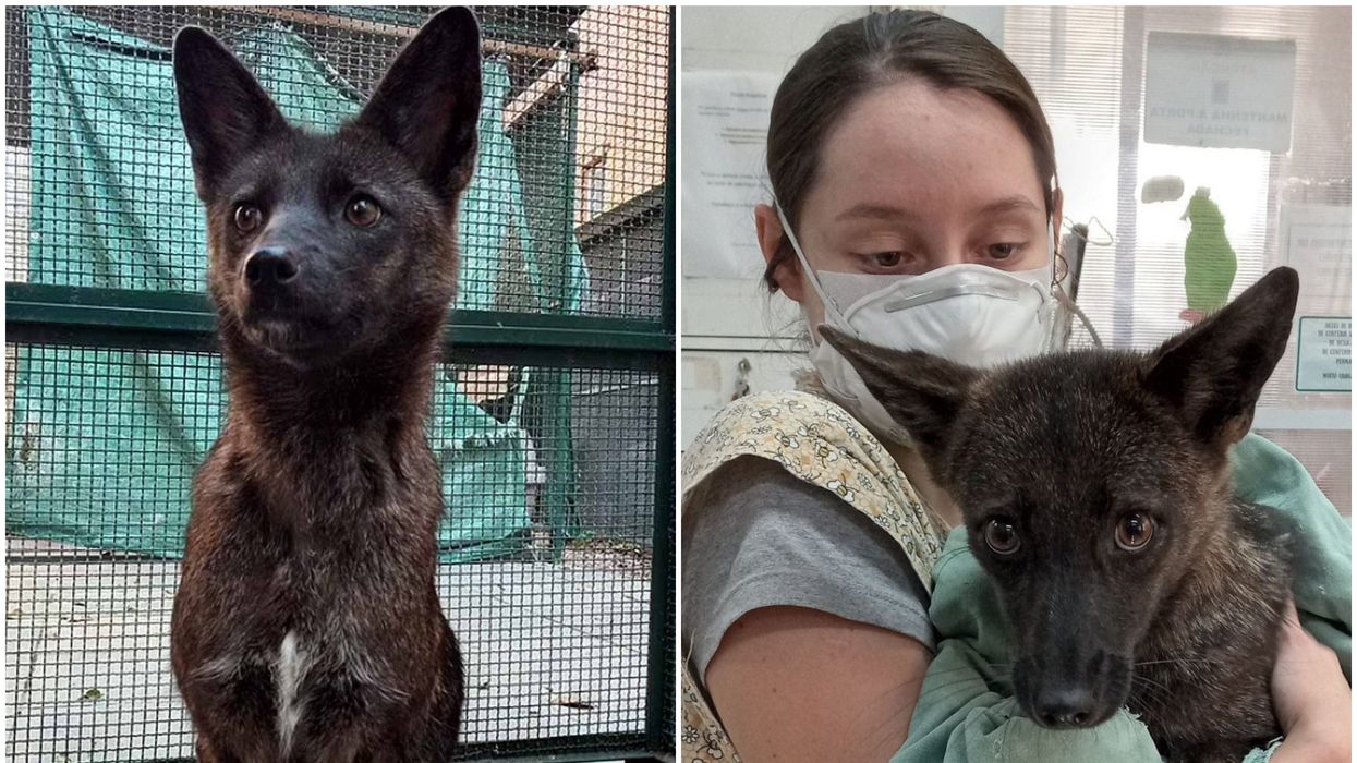 World-first dog-fox hybrid is now at the centre of a government controversy