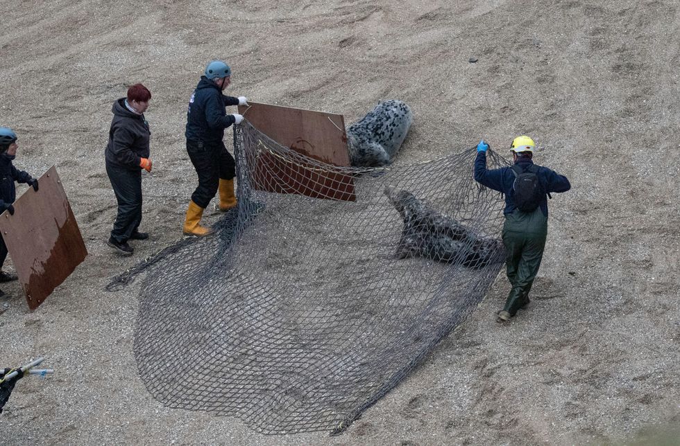 Seal has plastic ring removed from its neck after six years of tracking