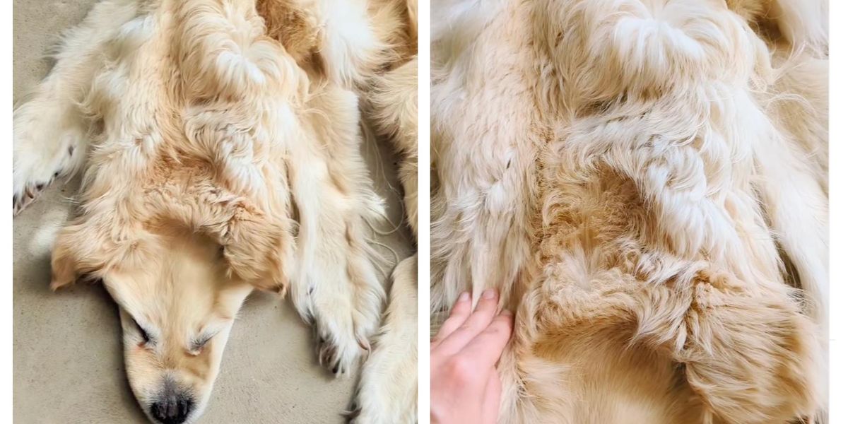 Family spark debate after turning their dead dog turned into a rug ...