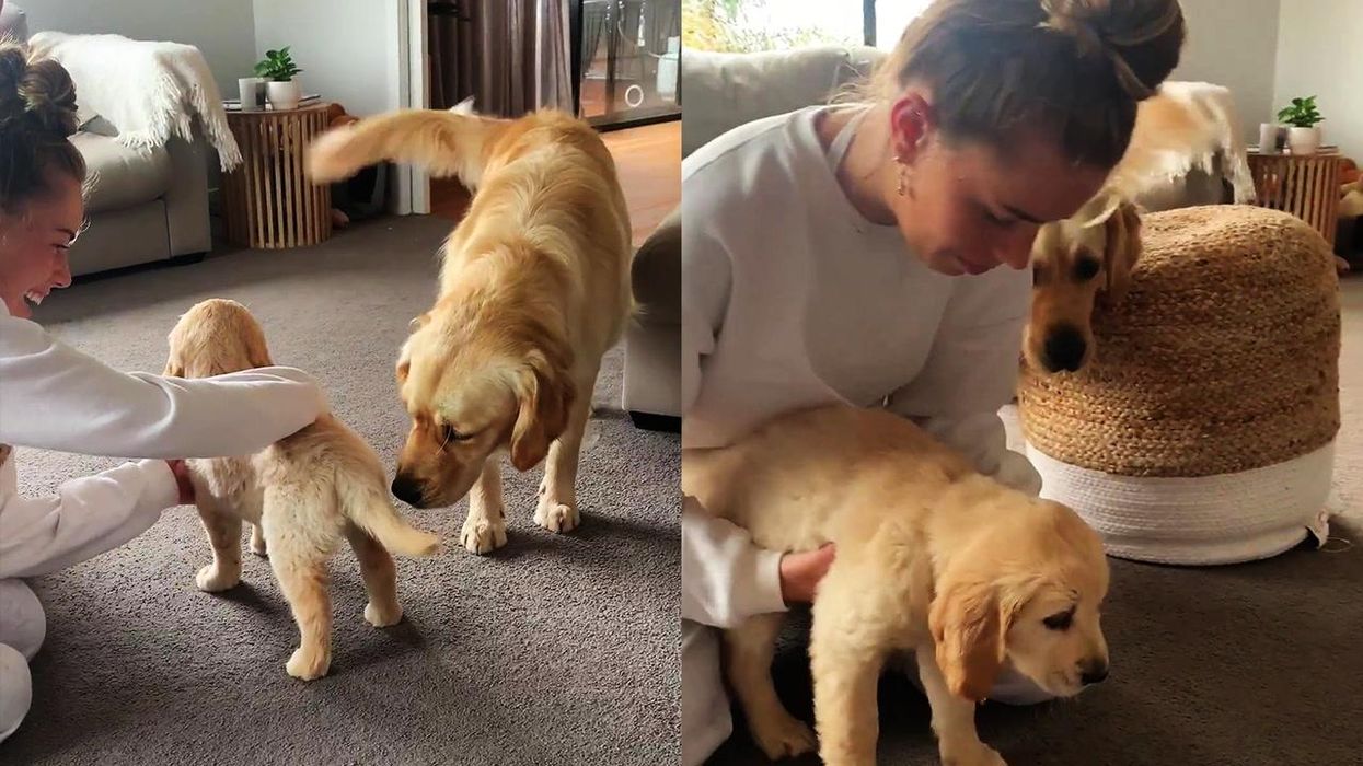 Family spark debate after turning their dead dog turned into a rug