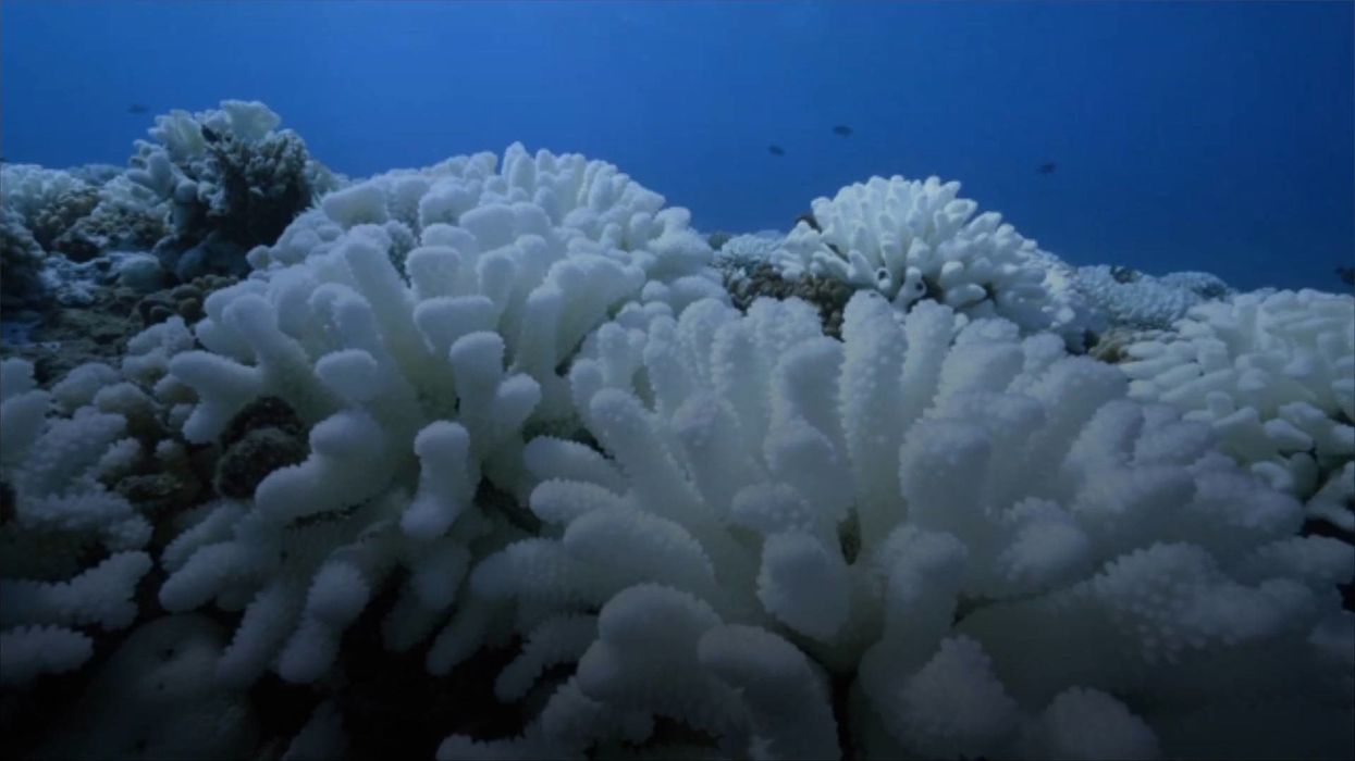 Experts propose controversial ideas to save the world's coral reefs