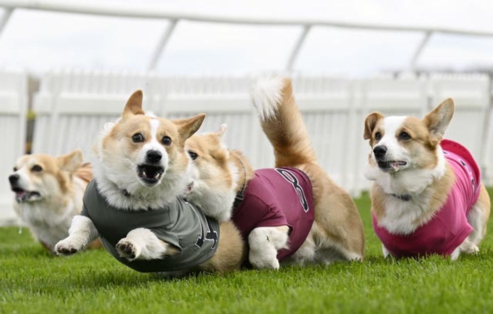 Corgi Derby 2025