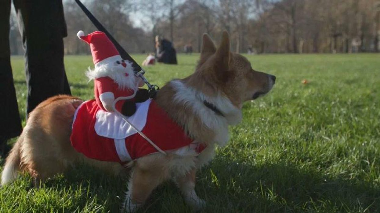 Corgis in Christmas jumpers parade through London and it's ridiculously cute