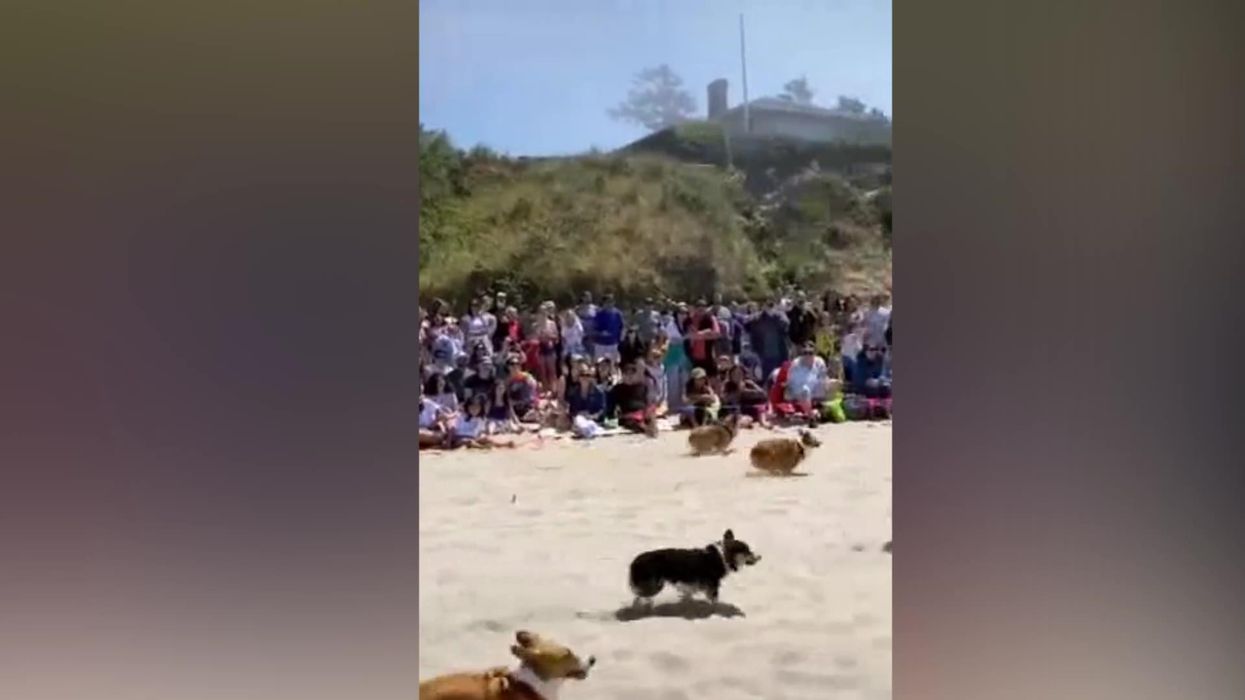 Corgis racing on the beach is the content you never knew you needed to see