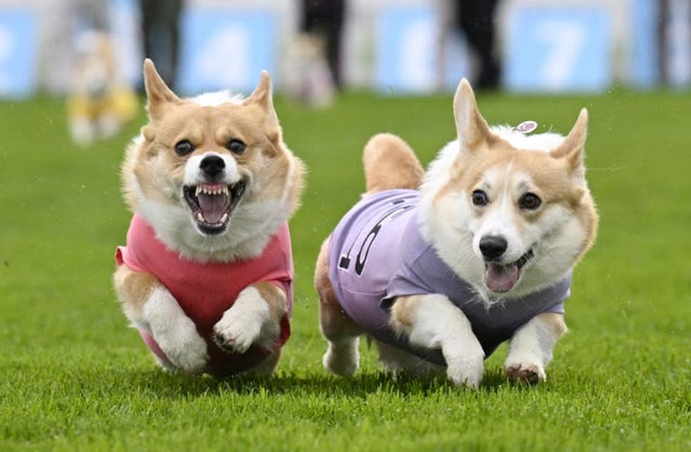 Corgis running
