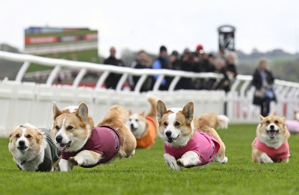 Corgis running