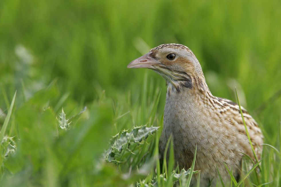 Conservationists celebrate resurgence of corncrakes on Rathlin Island