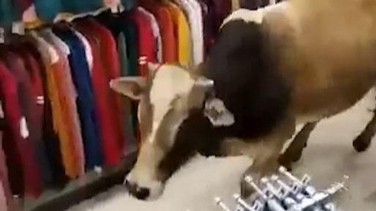 Bizarre moment a cow is spotted browsing the Boxing Day sales