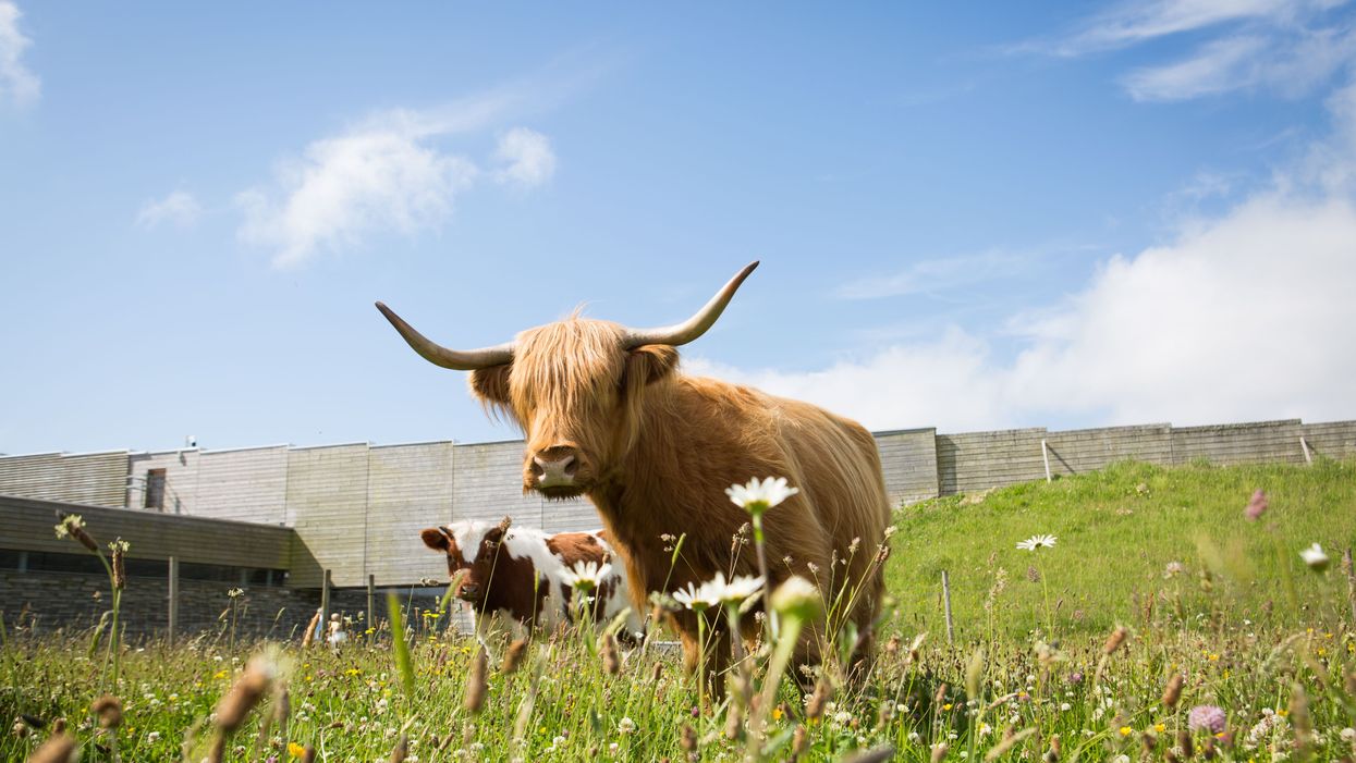 Cows at Culloden